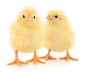 Obraz premium Dwa żółte kurczaki.