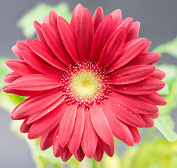 primo piano di fiore rosso di gerbera