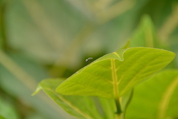 Faire mouche sans larme à l'oeil