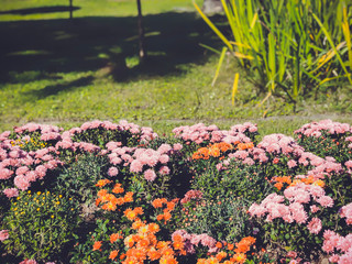 Beautiful landscape with colored flowers in a city park, a warm autumn day in the city