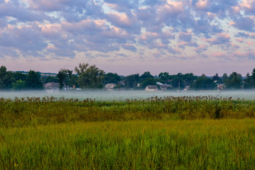 Fog on a meadow in morning on summer