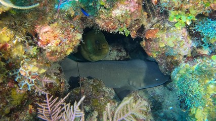 Green Moray and Sleeping Nurse Shark
