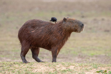 Ein Kuhstärling betreibt Fellpflege bei einem Wasserschwein im Pantanal