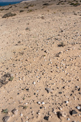 Shells and stones on the sand in selective focus. 