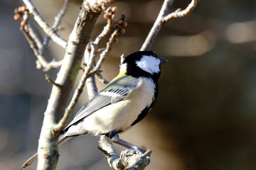 japanese tit on branch