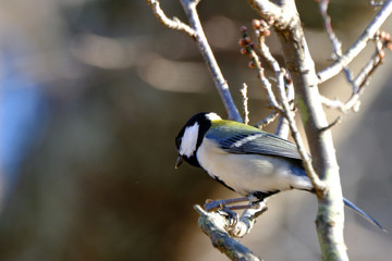 japanese tit on branch