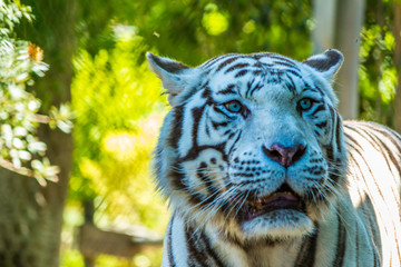 Tigre Branco (Panthera tigris)