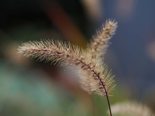 枯れたエノコログサの穂