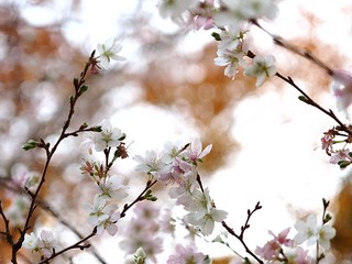 四季桜の花