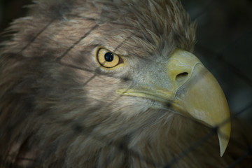 Águia-Rabalva (Haliaeetus albicilla)