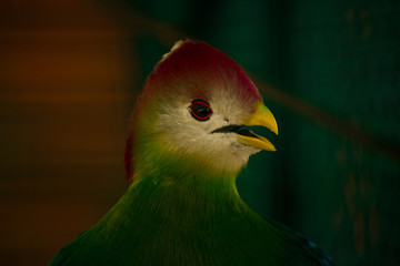 Ave Turaco de crista vermelha 