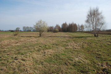 Obraz premium Pola i las