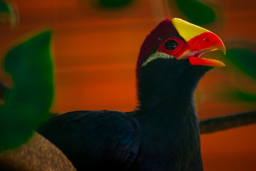 Tucano violeta (Musophaga violacea)
