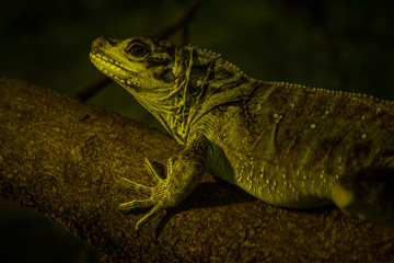 Hidrossauro das Filipinas no Zoo