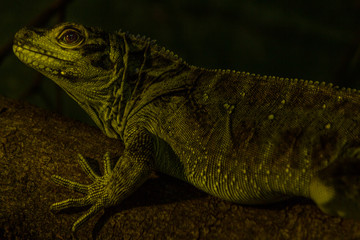 Hidrossauro das Filipinas no Zoo