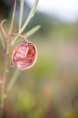 bud of poppy