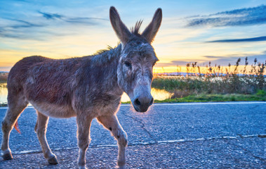 Donkey Alone Walking Road Sunset