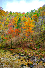 Autumn landscape in the Vintgar cannyon, Slovenia