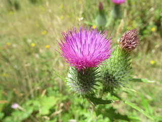 A collection of flowers from the rainy forests and marshlands of Panguipulli, southern Chile. Great looking, multi-purpose photographs taken with excellent lighting and macro zoom.