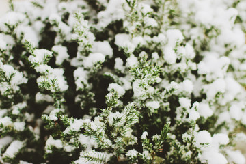 It's a christmas tree in the snow. A hwee plant.