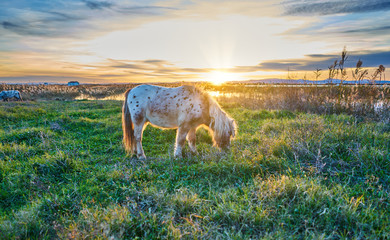 White pony with black dots in the foreground wild in a sunset.