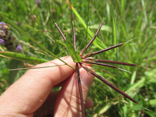 A collection of flowers from the rainy forests and marshlands of Panguipulli, southern Chile. Great looking, multi-purpose photographs taken with excellent lighting and macro zoom.