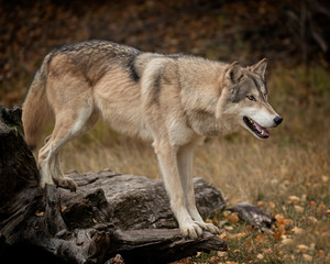 Wolf Pack at Triple D