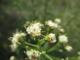 A collection of flowers from the rainy forests and marshlands of Panguipulli, southern Chile. Great looking, multi-purpose photographs taken with excellent lighting and macro zoom.
