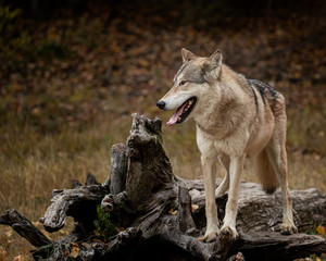 Wolf Pack at Triple D