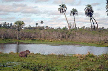 Carpincho en su habitat de conservación natural / Parque Nacional El Palmar