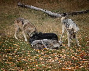 Wolf Pack at Triple D