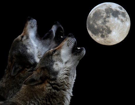 heulender Wolf vor Vollmond - howling wolf in front of full moon 