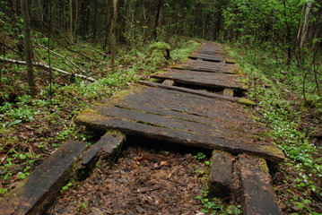 Białowieża