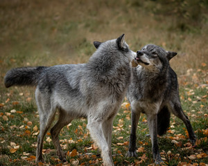 Wolf Pack at Triple D