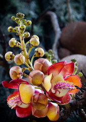 ayahuma flower or cannonball tree