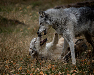 Wolf Pack at Triple D