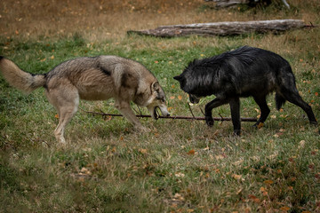 Wolf Pack at Triple D