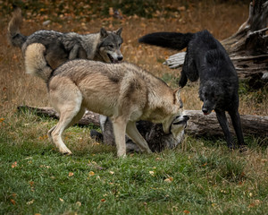 Wolf Pack at Triple D