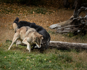 Wolf Pack at Triple D