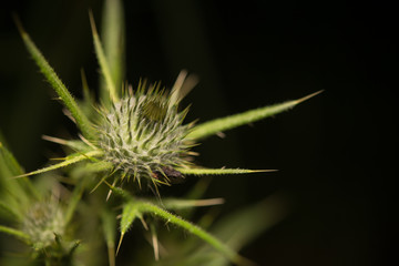 thistle on green background