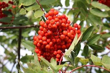 Red berries on the branches of Sorbus aucuparia on a sunny autumn day