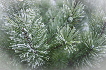 Naklejka na ściany i meble green pine branches in the snow, christmas background