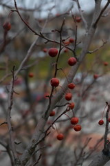 Red Cranberries on a Winter Branch 4