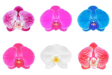 Collection of orchid isolated on white background