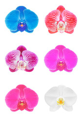 Collection of orchid isolated on white background