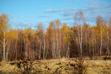 Fototapeta premium Birch tree landscape in the fall