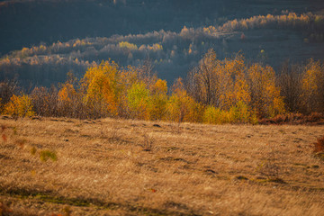 Fototapeta premium Birch tree landscape in the fall