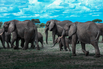 African elephants that move in a pack