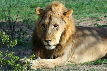 Fototapeta premium Lion crossing the African savannah