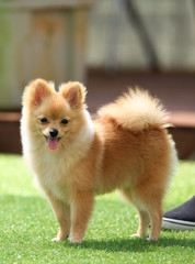 Happy puppies in a private playground 